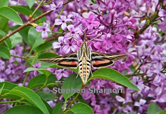 hyles lineata 7 graphic